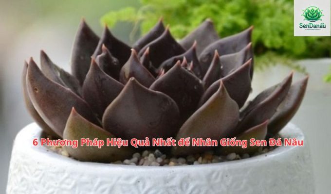 6 Phương Pháp Hiệu Quả Nhất để Nhân Giống Sen Đá Nâu