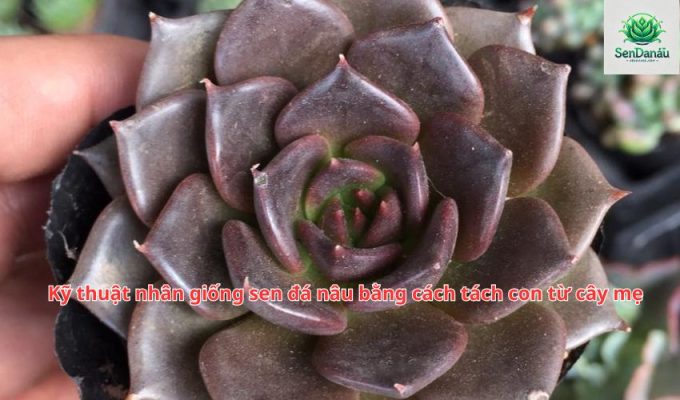 Kỹ thuật nhân giống sen đá nâu bằng cách tách con từ cây mẹ