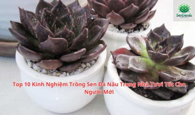 Top 10 Kinh Nghiệm Trồng Sen Đá Nâu Trong Nhà Tươi Tốt Cho Người Mới